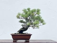 三河盆栽　五葉松　ゴヨウマツ　盆栽のサムネイル