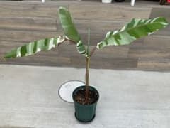 ムサ アエアエ】班入りの珍しいバナナ苗/高さ約92cm/Musa AeAe - メルカリ