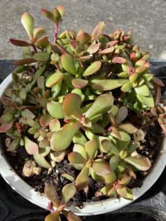 紅稚児のサムネイル