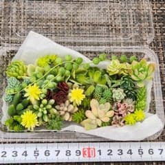 多肉植物【カット苗✂️】20種以上～ - 5