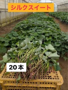 シルクスイート 苗 20本　千葉県産のサムネイル