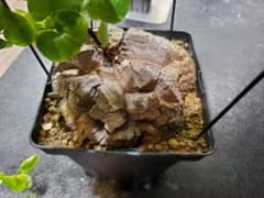 アフリカ亀甲竜 特大18cm 現地球 亀甲 良型 鉢付きのサムネイル