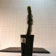 ③ユーフォルビア ムランジーナ 挿し木 発根済みのサムネイル