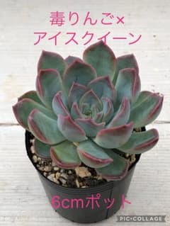 毒りんご×アイスクイーン　抜き苗　札なし　多肉 多肉植物 毒りんご×アイスクイーン♡抜き苗 - メルカリ