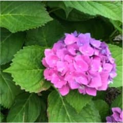 みかん様専用のサムネイル