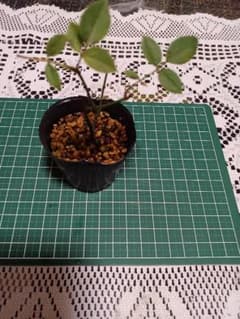 もも様　確認用です　テディベア苗のサムネイル
