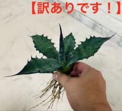 ハ*オ様 アガベ オバティフォリア ハイブリット エメラルドジャイアント 屋外育のサムネイル