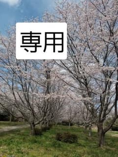 12sr様専用ですのサムネイル