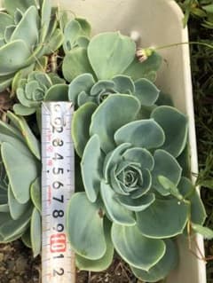 多肉植物　七福神のサムネイル