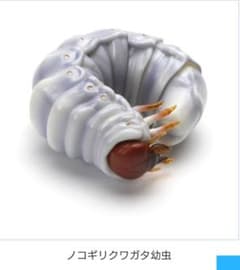 ガチャガチャいきもの大図鑑 レア ノコギリクワガタ幼虫のサムネイル