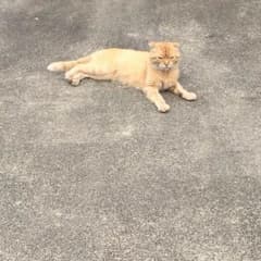 林さま専用のサムネイル