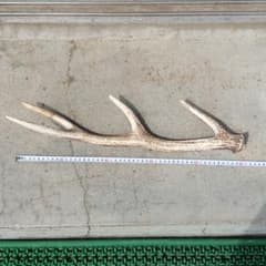 鹿の角のサムネイル
