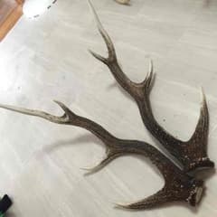 鹿の角値下げ中のサムネイル