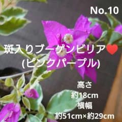 No.10【枝振り良好♪】斑入りブーゲンビリア(ピンクパープル