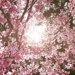 ダッフィー様専用のサムネイル