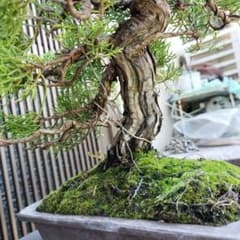 鉢ごと発送　挿し木40年　糸魚川真柏 BONSAI 送料無料　双幹　インテリア 糸魚川真柏盆栽 挿し木40年 苔 BONSAI 送料無料 盆栽 インテリア