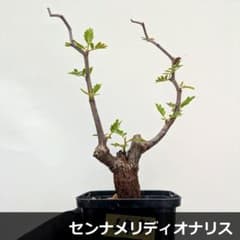 SB34 センナ メリディオナリス 実生苗 塊根 コーックス 灌木 - メルカリ
