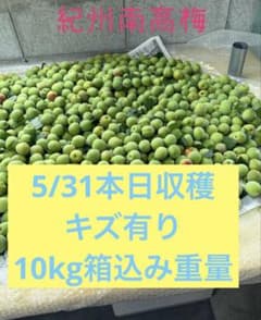 激安！今だけ！和歌山産　南高梅　10kg 訳あり品　傷や斑点有りのサムネイル