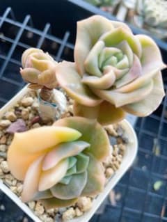 ラブリーローズ錦 色斑入り 多肉植物 エケベリア 抜き 三頭 群 - メルカリ