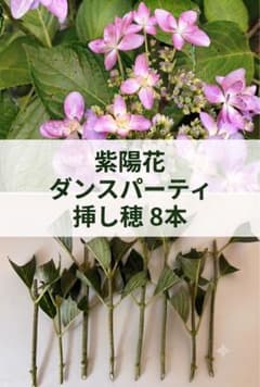 紫陽花 ダンスパーティー挿し穂 8本のサムネイル