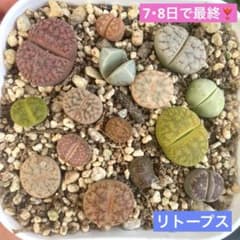 40℃の高熱で寝込んでますnotコロナ様 リクエスト 2点 まとめ商品のサムネイル