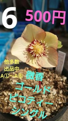 クリスマスローズA① 2026年開花実績株 - メルカリ