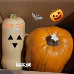 No-6 ハロウィンカボチャ本物飾り用 送料込のサムネイル