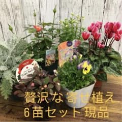 엄선 호화 사치품 모여 심기 겨울 ~ 봄 어레인지 모종 세트 꽃 모종 × 6 현품