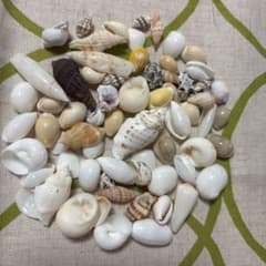 天然貝殻セット ハンドメイド素材のサムネイル
