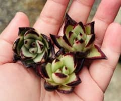 黒檀エボニー 多肉植物 エケベリア 韓国苗 カット苗 3苗セット 現品