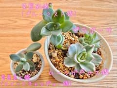 訳あり‼️ 錦品種 小苗セット - メルカリ