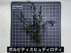 ボルビティスヒュディロティのサムネイル