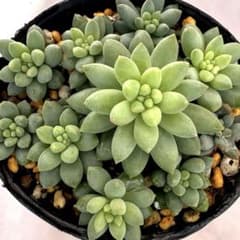 ②セダム☘ ピンクベリー☘多肉植物☘6cmポット☘カット苗発根済 ☘寄