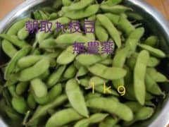 新潟県産 朝取れ枝豆 1ｋｇ 無農薬のサムネイル