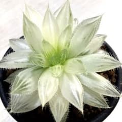 0195．多肉植物　ハオルチア　エメラルドLED錦×ベヌスタ交配種 0195．多肉植物 ハオルチア エメラルドLED錦×ベヌスタ交配種 - メルカリ