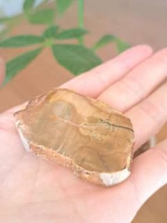 【お買い得】天然石 化石 珪化木 木化石 スライス 原石 標本のサムネイル