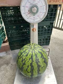 約8kg スイカ 緑と黒の縞模様のサムネイル