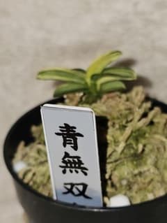 富貴蘭 青軸無双丸 - メルカリ