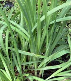 新鮮ニラ苗 無農薬　家庭菜園のサムネイル