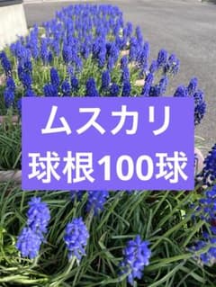ムスカリ 球根 小100球のサムネイル
