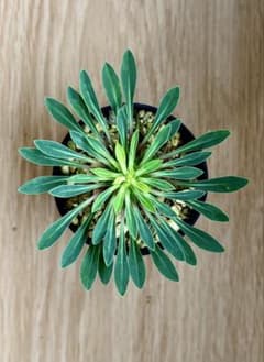 蘇鉄麒麟(ソテツキリン)パイナップルコーン①多肉植物ユーフォルビア　根付き抜き苗のサムネイル