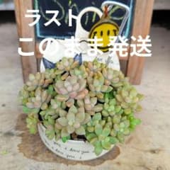 多肉植物❤姫秀麗＆リメ缶❤このまま発送❤ラスト❤のサムネイル