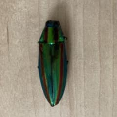 タマムシ 昆虫標本 - メルカリ