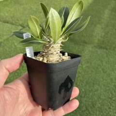 パキポディウム ホロンベンセ 実生 36 塊根植物 コーデックスのサムネイル