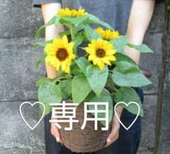 ♡専用♡　他のかたはお控え下さいのサムネイル