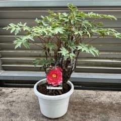 み*ん様 亀甲牡丹 実生 鉢植え メルカリ便送料込み 牡丹 苗木 新日月錦 - メルカリ