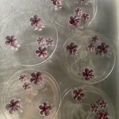 カメリア：プレート (23cm) ワインレッド. スガハラ Sghr 5枚 - メルカリ