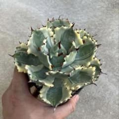 アガベ 王妃カブトガニ錦 王妃兜蟹錦 子株セットのサムネイル