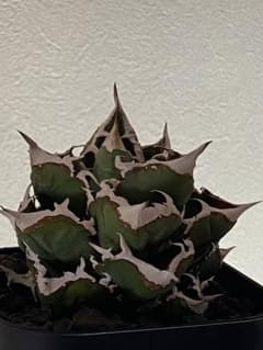 アガベ チタノタ 清櫻 清桜 セオ - メルカリ