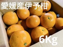 【愛媛県産】宮内伊予柑　小玉6Kgのサムネイル